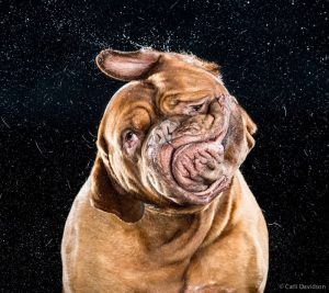 dogs Carli Davidson shaking