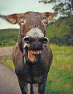 donkey