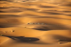 morocco camels matador