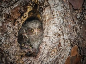 Eastern Screech Owls