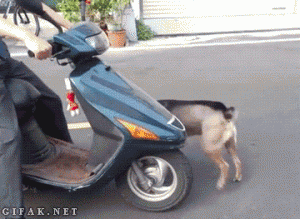 best dog ever motorbike