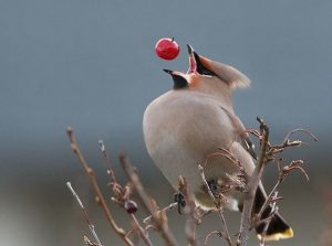 Bird awesome