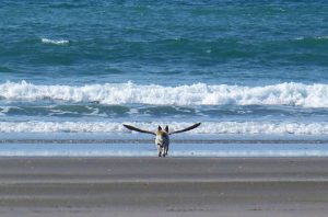 dogbird dog bird flying