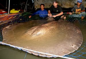 giant stingray