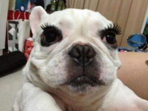 dog eyelashes