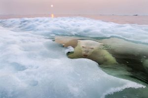 polar bear lurking National Geographic