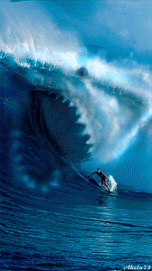 Surfing Sharks