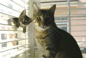 Cats mini me counterpart