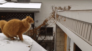Brown Cats Can't Jump!