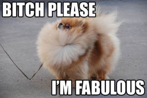 Bitch please fabulous cat