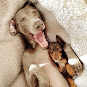 Harlow and Sage and Indiana dogs
