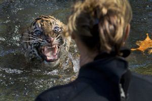 Sumatran tiger cub