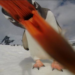 Attack of the Penguins