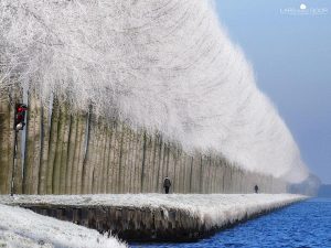 winter landscape trees