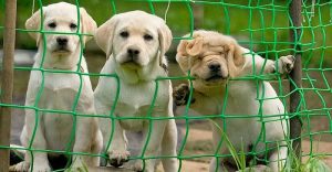 cute dogs