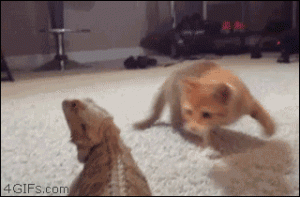 crazy cat