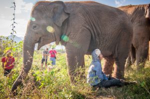 Chiang Mai plight of elephants