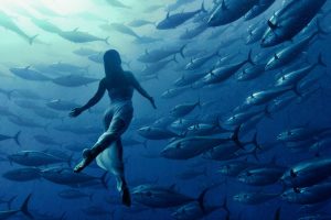 Free diving with tuna fish