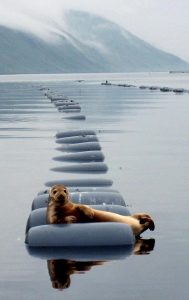 TBB Buzz Cool in a lake
