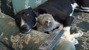 Torque the Dog and Shrek the Owl