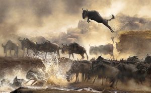 Wildbeest annual summer migraBonnie Cheung Hong Kong