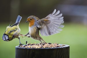 Birds fighting