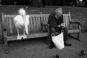 old man seagull bench