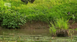 monkey playing around in river