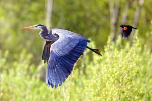 Nature Conservancy photo contest blue heron red-winged black bird
