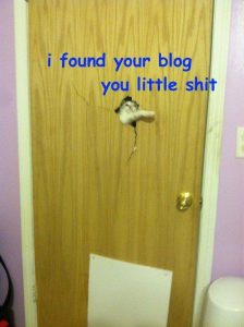 blogs broken door cat