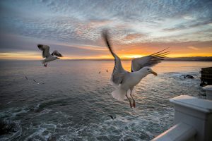 seagull monterey sunrise