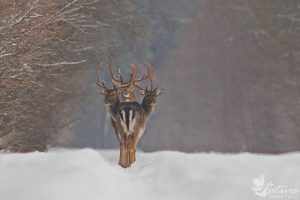 three deer perfect timing picture