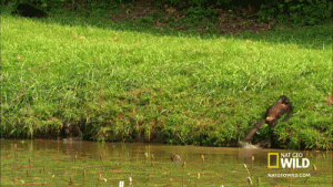 monkeys river hanging out