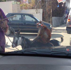 monkey eyeglasses riding cool