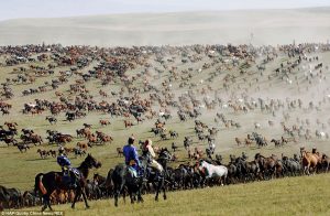 wild horses china herds