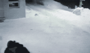 snow animals man