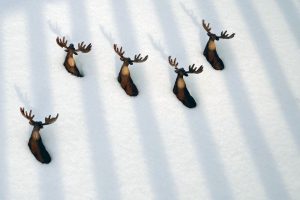 Patricia Przybylinski moose Vermont