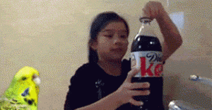 coke shake bird
