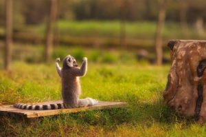 squirrel pumped TBB