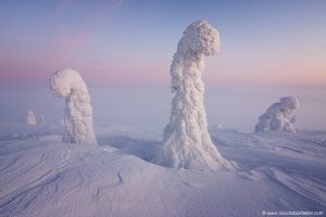 snow covered trees Lapland Finland