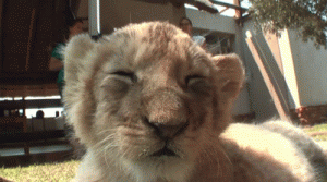 Lion sleeping