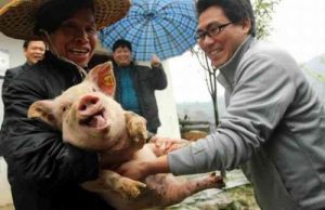 pig slaughter happy brave