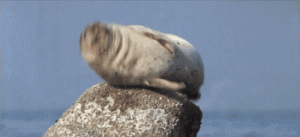 hiccups seal