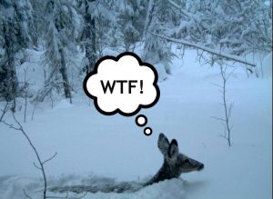 frugal travel guy crap content blows