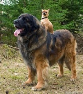 double dog