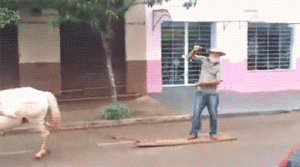 horse ride carriage whino cowboy