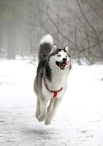 dog sell miles credit cards points greed