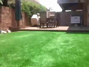 swimming pool green lawn backyard