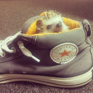 hedgehog chase ink bold credit card
