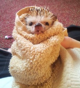 hedgehog baby cute picture